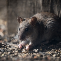 Rat 200x200