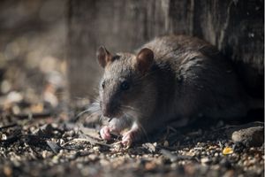 Rat 300x200